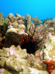 Long-spined Urchin along Kewalo Pipe, Oahu by Russel Schoenhard 